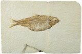 Detailed Fossil Fish (Knightia Alta) - Wyoming #236548-1